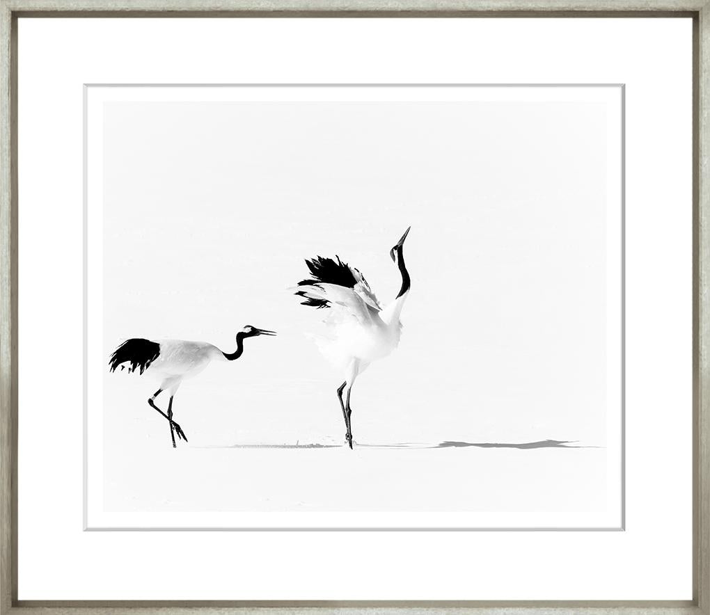White Dancing Cranes