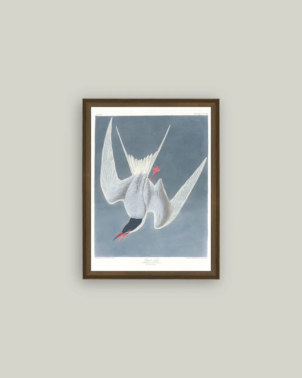 Great Tern Bird